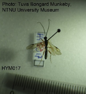  ( - HYM017)  @11 [ ] CreativeCommons - Attribution Share-Alike (2019) NTNU University Museum, Department of Natural History NTNU University Museum, Department of Natural History