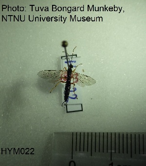  ( - HYM022)  @12 [ ] CreativeCommons - Attribution Share-Alike (2019) NTNU University Museum, Department of Natural History NTNU University Museum, Department of Natural History