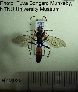  ( - HYM025)  @11 [ ] CreativeCommons - Attribution Share-Alike (2019) NTNU University Museum, Department of Natural History NTNU University Museum, Department of Natural History