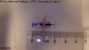  ( - HYM033)  @11 [ ] CreativeCommons - Attribution Share-Alike (2019) NTNU University Museum, Department of Natural History NTNU University Museum, Department of Natural History
