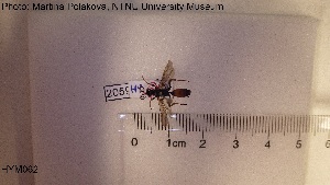  ( - HYM062)  @11 [ ] CreativeCommons - Attribution Share-Alike (2019) NTNU University Museum, Department of Natural History NTNU University Museum, Department of Natural History