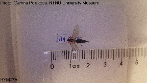  ( - HYM078)  @11 [ ] CreativeCommons - Attribution Share-Alike (2019) NTNU University Museum, Department of Natural History NTNU University Museum, Department of Natural History