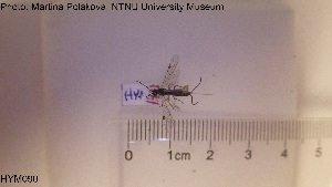  ( - HYM090)  @11 [ ] CreativeCommons - Attribution Share-Alike (2019) NTNU University Museum, Department of Natural History NTNU University Museum, Department of Natural History
