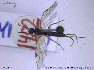  ( - HYM091)  @11 [ ] CreativeCommons - Attribution Share-Alike (2019) NTNU University Museum, Department of Natural History NTNU University Museum, Department of Natural History