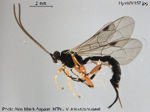  ( - HymVM157)  @14 [ ] CreativeCommons - Attribution Non-Commercial Share-Alike (2015) NTNU University Museum, Department of Natural History NTNU University Museum, Department of Natural History