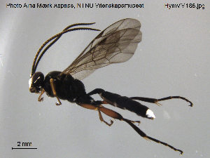  ( - HymVM186)  @13 [ ] CreativeCommons - Attribution Non-Commercial Share-Alike (2015) NTNU University Museum, Department of Natural History NTNU University Museum, Department of Natural History
