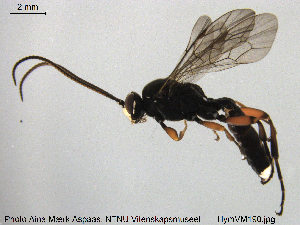  (Virgichneumon faunus - HymVM190)  @14 [ ] CreativeCommons - Attribution Non-Commercial Share-Alike (2015) NTNU University Museum, Department of Natural History NTNU University Museum, Department of Natural History