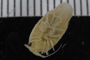  ( - ZMBN_106428)  @11 [ ] CreativeCommons - Attribution Non-Commercial Share-Alike (2017) University of Bergen Natural History Collections