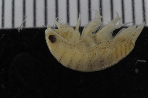 ( - ZMBN_106428)  @11 [ ] CreativeCommons - Attribution Non-Commercial Share-Alike (2017) University of Bergen Natural History Collections