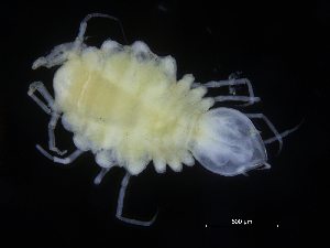  ( - ZMBN_106444)  @11 [ ] CreativeCommons - Attribution Non-Commercial Share-Alike (2017) University of Bergen Natural History Collections