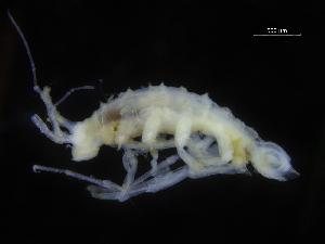  ( - ZMBN_106465)  @11 [ ] CreativeCommons - Attribution Non-Commercial Share-Alike (2017) University of Bergen Natural History Collections