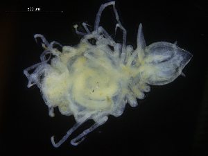  ( - ZMBN_106470)  @11 [ ] CreativeCommons - Attribution Non-Commercial Share-Alike (2017) University of Bergen Natural History Collections