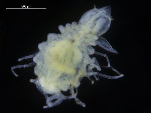  ( - ZMBN_106470)  @11 [ ] CreativeCommons - Attribution Non-Commercial Share-Alike (2017) University of Bergen Natural History Collections