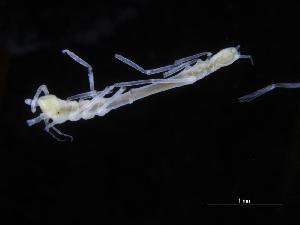  ( - ZMBN_106471)  @11 [ ] CreativeCommons - Attribution Non-Commercial Share-Alike (2017) University of Bergen Natural History Collections