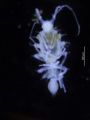  ( - ZMBN_106477)  @11 [ ] CreativeCommons - Attribution Non-Commercial Share-Alike (2017) University of Bergen Natural History Collections