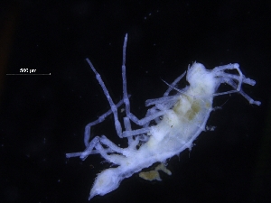  ( - ZMBN_106477)  @11 [ ] CreativeCommons - Attribution Non-Commercial Share-Alike (2017) University of Bergen Natural History Collections