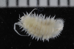 (Acanthaspidia - ZMBN_106486)  @11 [ ] CreativeCommons - Attribution Non-Commercial Share-Alike (2017) University of Bergen Natural History Collections