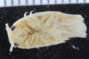  ( - ZMBN_116076)  @11 [ ] CreativeCommons - Attribution Non-Commercial Share-Alike (2017) University of Bergen Natural History Collections