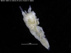  (Ilyarachna cf. una - ZMBN_120409)  @11 [ ] CreativeCommons - Attribution Non-Commercial Share-Alike (2017) University of Bergen Natural History Collections