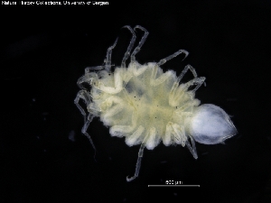  ( - ZMBN_120430)  @11 [ ] CreativeCommons - Attribution Non-Commercial Share-Alike (2017) University of Bergen Natural History Collections