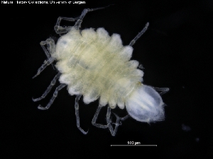  ( - ZMBN_120430)  @11 [ ] CreativeCommons - Attribution Non-Commercial Share-Alike (2017) University of Bergen Natural History Collections