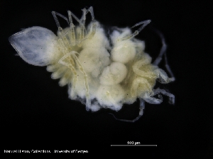  ( - ZMBN_120432)  @11 [ ] CreativeCommons - Attribution Non-Commercial Share-Alike (2017) University of Bergen Natural History Collections