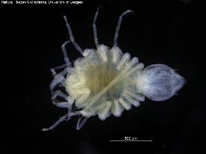  ( - ZMBN_120433)  @11 [ ] CreativeCommons - Attribution Non-Commercial Share-Alike (2017) University of Bergen Natural History Collections