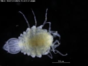  ( - ZMBN_120433)  @11 [ ] CreativeCommons - Attribution Non-Commercial Share-Alike (2017) University of Bergen Natural History Collections