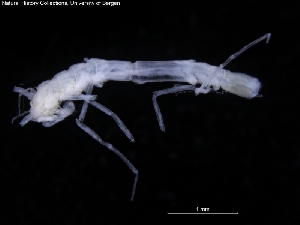 ( - ZMBN_120440)  @11 [ ] CreativeCommons - Attribution Non-Commercial Share-Alike (2017) University of Bergen Natural History Collections