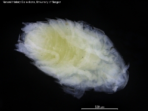  ( - ZMBN_120458)  @11 [ ] CreativeCommons - Attribution Non-Commercial Share-Alike (2017) University of Bergen Natural History Collections