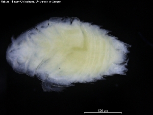  ( - ZMBN_120458)  @11 [ ] CreativeCommons - Attribution Non-Commercial Share-Alike (2017) University of Bergen Natural History Collections