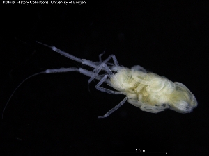  ( - ZMBN_120462)  @11 [ ] CreativeCommons - Attribution Non-Commercial Share-Alike (2017) University of Bergen Natural History Collections