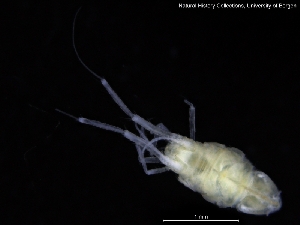  ( - ZMBN_120462)  @11 [ ] CreativeCommons - Attribution Non-Commercial Share-Alike (2017) University of Bergen Natural History Collections