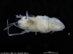  ( - ZMBN_120468)  @11 [ ] CreativeCommons - Attribution Non-Commercial Share-Alike (2017) University of Bergen Natural History Collections