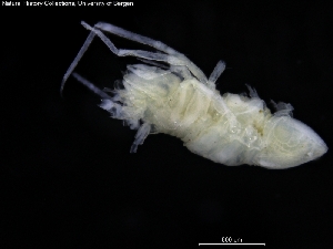  ( - ZMBN_120468)  @11 [ ] CreativeCommons - Attribution Non-Commercial Share-Alike (2017) University of Bergen Natural History Collections