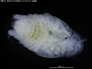  ( - ZMBN_120474)  @11 [ ] CreativeCommons - Attribution Non-Commercial Share-Alike (2017) University of Bergen Natural History Collections