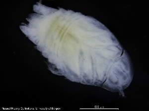  ( - ZMBN_120474)  @11 [ ] CreativeCommons - Attribution Non-Commercial Share-Alike (2017) University of Bergen Natural History Collections