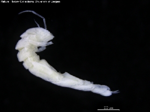  ( - ZMBN_120475)  @11 [ ] CreativeCommons - Attribution Non-Commercial Share-Alike (2017) University of Bergen Natural History Collections