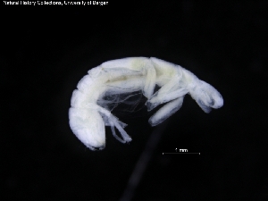  ( - ZMBN_120476)  @11 [ ] CreativeCommons - Attribution Non-Commercial Share-Alike (2017) University of Bergen Natural History Collections
