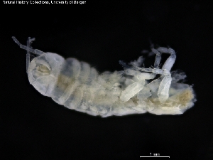  ( - ZMBN_120496)  @11 [ ] CreativeCommons - Attribution Non-Commercial Share-Alike (2017) University of Bergen Natural History Collections