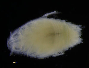  ( - ZMBN_98314)  @11 [ ] CreativeCommons - Attribution Non-Commercial Share-Alike (2015) University of Bergen University of Bergen, Natural History Collections