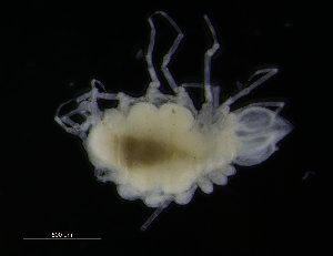  ( - ZMBN_98324)  @11 [ ] CreativeCommons - Attribution Non-Commercial Share-Alike (2015) University of Bergen University of Bergen, Natural History Collections