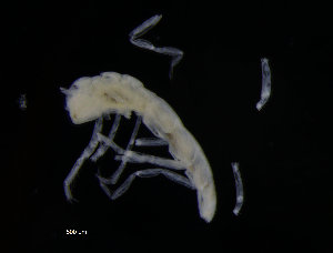  (Whoia sp - ZMBN_98329)  @11 [ ] CreativeCommons - Attribution Non-Commercial Share-Alike (2015) University of Bergen University of Bergen, Natural History Collections