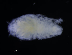  ( - ZMBN_98348)  @11 [ ] CreativeCommons - Attribution Non-Commercial Share-Alike (2015) University of Bergen University of Bergen, Natural History Collections