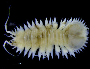  ( - ZMBN_98398)  @11 [ ] CreativeCommons - Attribution Non-Commercial Share-Alike (2015) University of Bergen University of Bergen, Natural History Collections