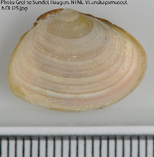  ( - NOLI25)  @13 [ ] CreativeCommons - Attribution Share-Alike (2015) NTNU University Museum, Department of Natural History NTNU University Museum, Department of Natural History
