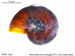  (Skeneopsis planorbis - NOLI57)  @11 [ ] CreativeCommons - Attribution Share-Alike (2015) NTNU University Museum, Department of Natural History NTNU University Museum, Department of Natural History