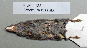  ( - NOMAM-012)  @13 [ ] Unspecified (default): All Rights Reserved  Unspecified Unspecified
