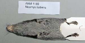  ( - NOMAM-014)  @11 [ ] Unspecified (default): All Rights Reserved  Unspecified Unspecified