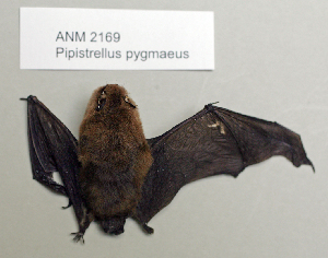  (Pipistrellus pygmaeus - NOMAM-029)  @14 [ ] Unspecified (default): All Rights Reserved  Unspecified Unspecified